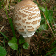 lépiote