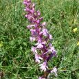 Orchis moustique
