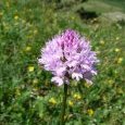 orchis globuleux