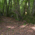 Sentier forestier bordé de pierres levées