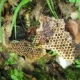 alvéoles de ruche sauvage
