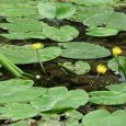 nénuphar jaune