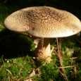 amanite panthère