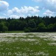 Champ de marguerites