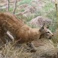 Le lynx à la chasse !