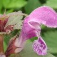 petite fleur peu courante - Belvoir