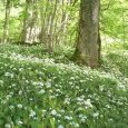 ail des ours en sous-bois