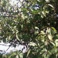 Mirabelles