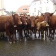 Photo de famille